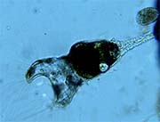 Collotheca sp.