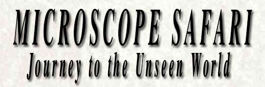 Microscope Safari logo